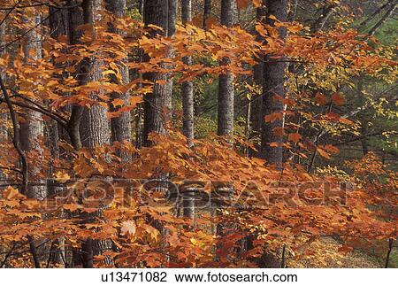 Stock Image -  trees, forest, NC, North Carolina, Colorful fall foliage in a forest in North Carolina in the autumn.. Fotosearch