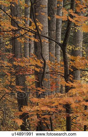 Stock Image -  trees, forest, NC, North Carolina, Colorful fall foliage in a forest in North Carolina in the autumn.. Fotosearch