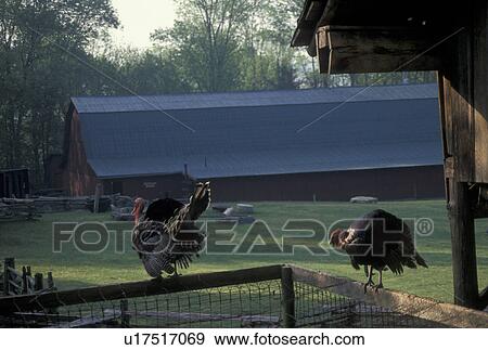 turkey, Norris, TN, Tennessee, Two turkeys sitting on a fence at the Museum of Appalachia a pioneer mountain village and farm in Norris. View Large Photo Image Stock Photo - turkey, Norris, TN, Tennessee, Two turkeys sitting on a fence at the Museum of Appalachia a pioneer mountain village and farm in Norris.. Fotosearch