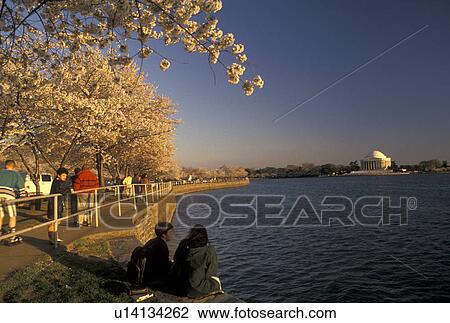 Washington, DC, District of Columbia, Woman walks along the Tidal Basin surrounded by beautiful Japanese Cherry Trees in the spring with the Thomas Jefferson Memorial in the background in Washington, D. C. View Large Photo Image Stock Image - Washington, DC, District of Columbia, Woman walks along the Tidal Basin surrounded by beautiful Japanese Cherry Trees in the spring with the Thomas Jefferson Memorial in the background in Washington, D. C.. Fotosearch