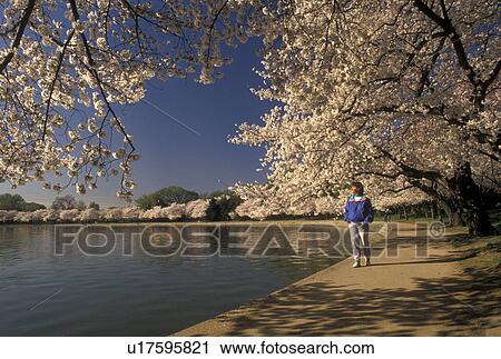 Washington, DC, District of Columbia, The Tidal Basin surrounded by beautiful Japanese Cherry Trees in the spring in Washington, D. C. View Large Photo Image Stock Image - Washington, DC, District of Columbia, The Tidal Basin surrounded by beautiful Japanese Cherry Trees in the spring in Washington, D. C.. Fotosearch