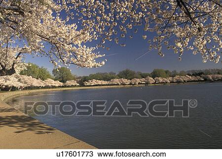 Washington, DC, District of Columbia, The Tidal Basin surrounded by beautiful Japanese Cherry Trees in the spring in Washington, D. C. View Large Photo Image Stock Image - Washington, DC, District of Columbia, The Tidal Basin surrounded by beautiful Japanese Cherry Trees in the spring in Washington, D. C.. Fotosearch