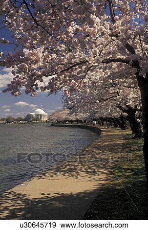 Washington, DC, District of Columbia, Japanese Cherry Trees surround the Tidal Basin with the Thomas Jefferson Memorial in the background in the spring in Washington, D. C. View Large Photo Image Stock Photo - Washington, DC, District of Columbia, Japanese Cherry Trees surround the Tidal Basin with the Thomas Jefferson Memorial in the background in the spring in Washington, D. C.. Fotosearch