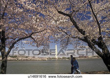 Washington, DC, District of Columbia, A couple walks along the Tidal Basin surrounded by beautiful Japanese Cherry Trees with the Washington Monument in the spring in Washington, D. C. View Large Photo Image Stock Photograph - Washington, DC, District of Columbia, A couple walks along the Tidal Basin surrounded by beautiful Japanese Cherry Trees with the Washington Monument in the spring in Washington, D. C.. Fotosearch
