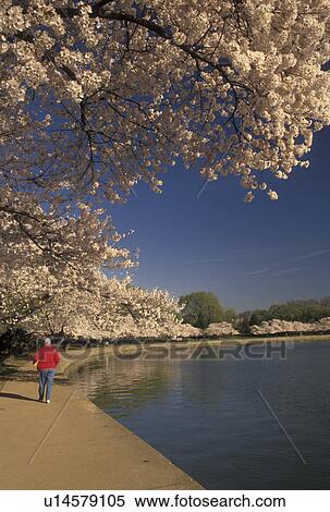 Washington, DC, District of Columbia, Man walks along the Tidal Basin surrounded by beautiful Japanese Cherry Trees in the spring in Washington, D. C. View Large Photo Image Stock Photography - Washington, DC, District of Columbia, Man walks along the Tidal Basin surrounded by beautiful Japanese Cherry Trees in the spring in Washington, D. C.. Fotosearch