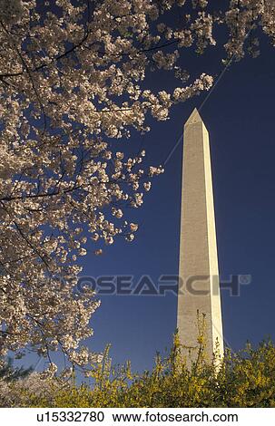 Washington Monument, Washington, DC, District of Columbia, Cherry blossoms and forsythia blossoms surround the Washington Monument in the spring in Washington, D. C. View Large Photo Image Stock Image - Washington Monument, Washington, DC, District of Columbia, Cherry blossoms and forsythia blossoms surround the Washington Monument in the spring in Washington, D. C.. Fotosearch