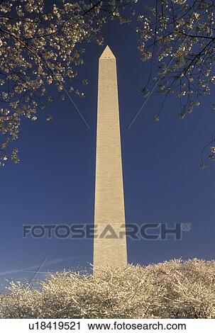 Washington Monument, Washington, DC, District of Columbia, Cherry blossoms surround the Washington Monument in the spring in Washington, D. C. View Large Photo Image Stock Image - Washington Monument, Washington, DC, District of Columbia, Cherry blossoms surround the Washington Monument in the spring in Washington, D. C.. Fotosearch