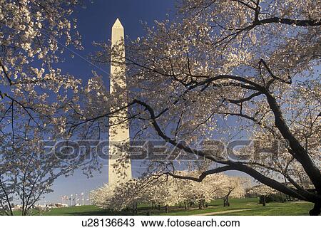 Washington Monument, Washington, DC, District of Columbia, Cherry blossoms surround the Washington Monument in the spring in Washington, D. C. View Large Photo Image Stock Image - Washington Monument, Washington, DC, District of Columbia, Cherry blossoms surround the Washington Monument in the spring in Washington, D. C.. Fotosearch