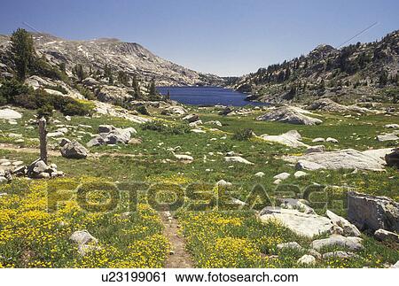 Wind River Range, Bridger-Teton National Forest, WY, hiking, Wyoming, Scenic view of a field of yellow wildflowers and Seneca Lake in the Wind River Range Mountains in the Bridger-Teton Nat'l Forest in Wyoming. View Large Photo Image Stock Image - Wind River Range, Bridger-Teton National Forest, WY, hiking, Wyoming, Scenic view of a field of yellow wildflowers and Seneca Lake in the Wind River Range Mountains in the Bridger-Teton Nat'l Forest in Wyoming.. Fotosearch