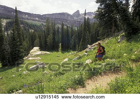 woman, hiking, Targhee National Forest, WY, Wyoming, Woman backpacking on the scenic Alaska Basin Trail in Targhee Nat'l Forest in the Teton Range near the Grand Teton National Park. View Large Photo Image Stock Photography - woman, hiking, Targhee National Forest, WY, Wyoming, Woman backpacking on the scenic Alaska Basin Trail in Targhee Nat'l Forest in the Teton Range near the Grand Teton National Park.. Fotosearch