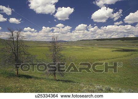 Picture -  Yellowstone National Park, Hayden Valley, WY, Wyoming, Scenic view of Hayden Valley in Yellowstone Nat'l Park in Wyoming.. Fotosearch