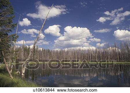 Yellowstone National Park, WY, Wyoming, Reflection of burnt trees and clouds in the calm waters of Goose Lake in Yellowstone Nat'l Park in Wyoming. View Large Photo Image Picture - Yellowstone National Park, WY, Wyoming, Reflection of burnt trees and clouds in the calm waters of Goose Lake in Yellowstone Nat'l Park in Wyoming.. Fotosearch