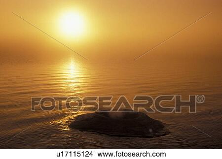 Yellowstone National Park, WY, Wyoming, Fishing Cone on Yellowstone Lake at sunrise at West Thumb Geyser Basin in Yellowstone Nat'l Park in Wyoming. View Large Photo Image Picture - Yellowstone National Park, WY, Wyoming, Fishing Cone on Yellowstone Lake at sunrise at West Thumb Geyser Basin in Yellowstone Nat'l Park in Wyoming.. Fotosearch