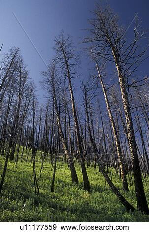 Stock Photo -  Yellowstone National Park, WY, Wyoming, Burnt lodge pole pines in a forest from the 1988 fire in Yellowstone Nat'l Park in Wyoming. . Fotosearch