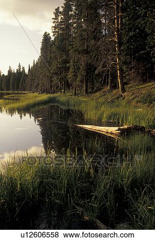Yellowstone National Park, WY, Wyoming, Reflection of trees on the calm waters of Yellowstone Lake at sunset in Yellowstone Nat'l Park in Wyoming. View Large Photo Image Stock Photo - Yellowstone National Park, WY, Wyoming, Reflection of trees on the calm waters of Yellowstone Lake at sunset in Yellowstone Nat'l Park in Wyoming.. Fotosearch