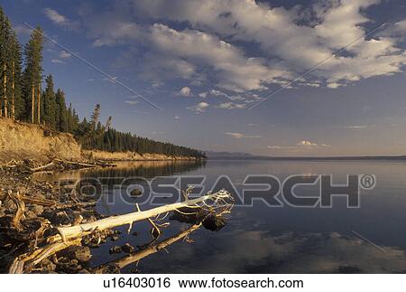 Yellowstone National Park, WY, Wyoming, Reflection of clouds and trees on the calm waters of Yellowstone Lake in Yellowstone Nat'l Park in Wyoming. View Large Photo Image Stock Photograph - Yellowstone National Park, WY, Wyoming, Reflection of clouds and trees on the calm waters of Yellowstone Lake in Yellowstone Nat'l Park in Wyoming.. Fotosearch