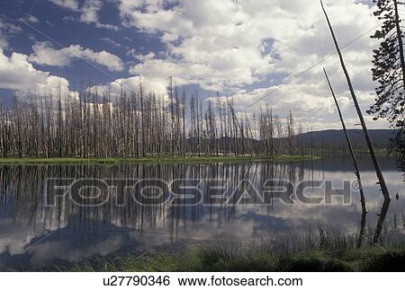 Yellowstone National Park, WY, Wyoming, Reflection of burnt trees and clouds in the calm waters of Goose Lake in Yellowstone Nat'l Park in Wyoming. View Large Photo Image Stock Photograph - Yellowstone National Park, WY, Wyoming, Reflection of burnt trees and clouds in the calm waters of Goose Lake in Yellowstone Nat'l Park in Wyoming.. Fotosearch