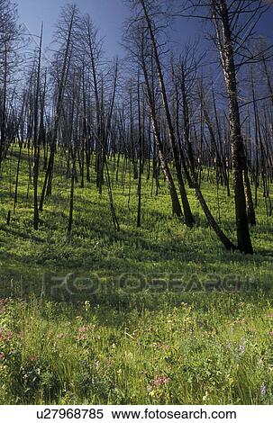 Stock Photography -  Yellowstone National Park, WY, Wyoming, Burnt lodge pole pines in a forest from the 1988 fire in Yellowstone Nat'l Park in Wyoming. . Fotosearch