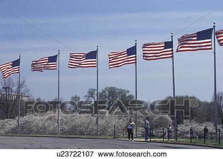 American Flag, cherry blossoms, Washington, DC, District of Columbia, American flags and cherry trees outside the Washington Monument at National Mall in Washington, D. C. View Large Photo Image Stock Photo - American Flag, cherry blossoms, Washington, DC, District of Columbia, American flags and cherry trees outside the Washington Monument at National Mall in Washington, D. C.. Fotosearch