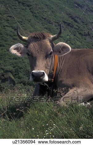 brown swiss, cows, Switzerland, Uri, Alps, Furka Pass, Close-up of the face of a brown swiss cow resting in the grass along the Furka Mountain Pass in the Swiss Alps. View Large Photo Image Picture - brown swiss, cows, Switzerland, Uri, Alps, Furka Pass, Close-up of the face of a brown swiss cow resting in the grass along the Furka Mountain Pass in the Swiss Alps.. Fotosearch