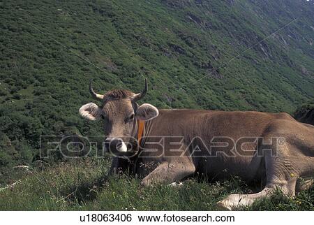 brown swiss, cows, Switzerland, Uri, Alps, Furka Pass, A brown swiss cow rests in the grass along the Furka Mountain Pass in the Swiss Alps. View Large Photo Image Stock Photograph - brown swiss, cows, Switzerland, Uri, Alps, Furka Pass, A brown swiss cow rests in the grass along the Furka Mountain Pass in the Swiss Alps.. Fotosearch
