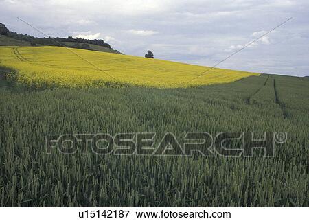 Burgundy, France, Bourgogne, Europe, A field of green grain and yellow flowers in the wine region of Burgundy. View Large Photo Image Stock Photo - Burgundy, France, Bourgogne, Europe, A field of green grain and yellow flowers in the wine region of Burgundy.. Fotosearch