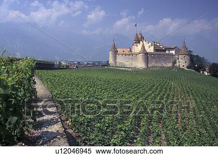 castle, Switzerland, vineyard, Vaud, Aigle, Chateau d' Aigle surrounded by vineyards in the Canton of Vaud. View Large Photo Image Stock Photography - castle, Switzerland, vineyard, Vaud, Aigle, Chateau d' Aigle surrounded by vineyards in the Canton of Vaud. . Fotosearch