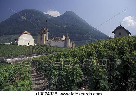 chateau, Switzerland, vineyard, Vaud, Aigle, Chateau d' Aigle surrounded by vineyards in the Canton of Vaud. View Large Photo Image Stock Photo - chateau, Switzerland, vineyard, Vaud, Aigle, Chateau d' Aigle surrounded by vineyards in the Canton of Vaud. . Fotosearch