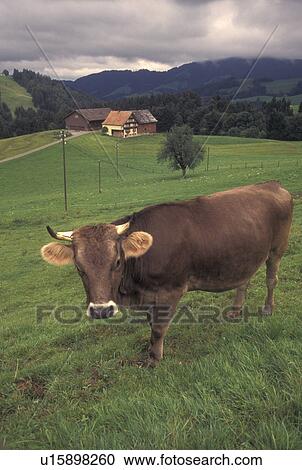 cow, Switzerland, Appenzell, Europe, A Brown Swiss Cow wearing a cowbell stands in a pasture on a farm in Appenzell. View Large Photo Image Stock Image - cow, Switzerland, Appenzell, Europe, A Brown Swiss Cow wearing a cowbell stands in a pasture on a farm in Appenzell.. Fotosearch