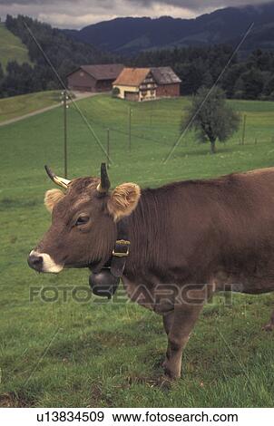 cow, Switzerland, Appenzell, Europe, A Brown Swiss Cow wearing a cowbell stands in a pasture on a farm in Appenzell. View Large Photo Image Stock Photo - cow, Switzerland, Appenzell, Europe, A Brown Swiss Cow wearing a cowbell stands in a pasture on a farm in Appenzell.. Fotosearch