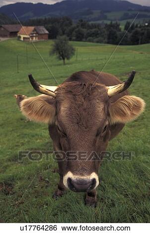 cow, Switzerland, Appenzell, Europe, A Brown Swiss Cow stands in a pasture on a farm in Appenzell. View Large Photo Image Stock Photograph - cow, Switzerland, Appenzell, Europe, A Brown Swiss Cow stands in a pasture on a farm in Appenzell.. Fotosearch