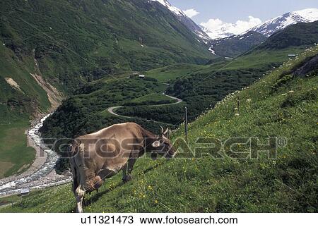 cows, Alps, Switzerland, Uri, Furka Pass, A brown swiss cow grazes along the Furka Mountain Pass in the Swiss Alps. View Large Photo Image Stock Image - cows, Alps, Switzerland, Uri, Furka Pass, A brown swiss cow grazes along the Furka Mountain Pass in the Swiss Alps.. Fotosearch