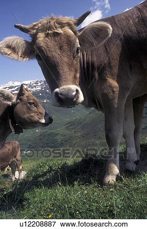 cows, Switzerland, Alps, Furka Pass, Uri, A group of brown swiss cows along the Furka Mountain Pass in the Swiss Alps. View Large Photo Image Stock Photo - cows, Switzerland, Alps, Furka Pass, Uri, A group of brown swiss cows along the Furka Mountain Pass in the Swiss Alps.. Fotosearch