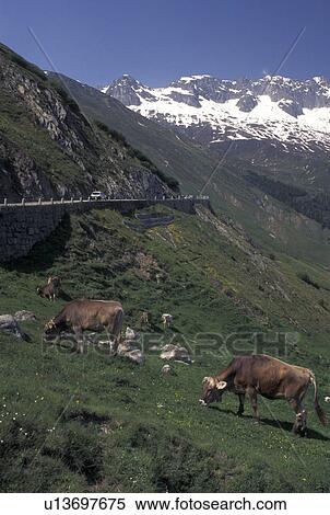 cows, Switzerland, Alps, Furka Pass, Uri, Brown Swiss cows graze along the Furka Mountain Pass Road in the Swiss Alps. View Large Photo Image Stock Photography - cows, Switzerland, Alps, Furka Pass, Uri, Brown Swiss cows graze along the Furka Mountain Pass Road in the Swiss Alps.. Fotosearch