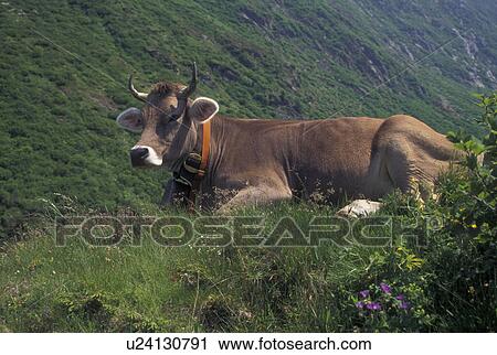 cows, Switzerland, Alps, Uri, Furka Pass, A brown swiss cow rests in the grass along the Furka Mountain Pass in the Swiss Alps. View Large Photo Image Stock Image - cows, Switzerland, Alps, Uri, Furka Pass, A brown swiss cow rests in the grass along the Furka Mountain Pass in the Swiss Alps.. Fotosearch