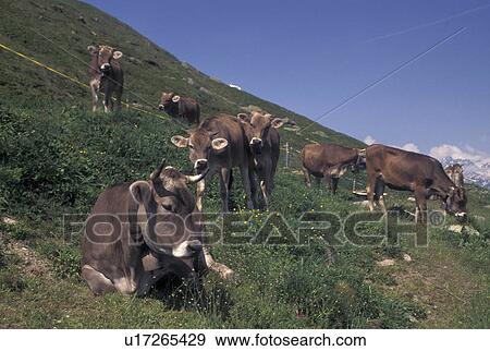 Stock Photo -  cows, Switzerland, Alps, Uri, Furka Pass, A group of brown swiss cows along the Furka Mountain Pass in the Swiss Alps.. Fotosearch