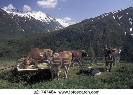 cows, Switzerland, Uri, Alps, Furka Pass, A group of brown swiss cows along the Furka Mountain Pass in the Swiss Alps. View Large Photo Image Picture - cows, Switzerland, Uri, Alps, Furka Pass, A group of brown swiss cows along the Furka Mountain Pass in the Swiss Alps.. Fotosearch