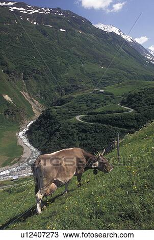 cows, Switzerland, Uri, Alps, Furka Pass, A brown swiss cow grazes along the Furka Mountain Pass in the Swiss Alps. View Large Photo Image Stock Image - cows, Switzerland, Uri, Alps, Furka Pass, A brown swiss cow grazes along the Furka Mountain Pass in the Swiss Alps.. Fotosearch