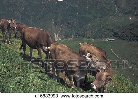 cows, Switzerland, Uri, Alps, Furka Pass, A group of brown swiss cows along the Furka Mountain Pass in the Swiss Alps. View Large Photo Image Stock Image - cows, Switzerland, Uri, Alps, Furka Pass, A group of brown swiss cows along the Furka Mountain Pass in the Swiss Alps.. Fotosearch