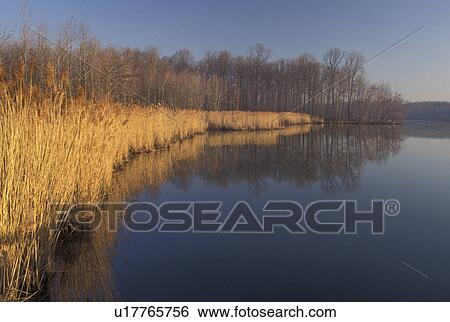 DE, Delaware, Trees and grasses reflect in the calm waters of Lums Pond at Lums Pond State Park, View Large Photo Image Stock Photograph - DE, Delaware, Trees and grasses reflect in the calm waters of Lums Pond at Lums Pond State Park, . Fotosearch
