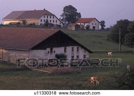 farm, Switzerland, Jura, Cows grazing in a pasture on a farm in Franches-Montagnes. View Large Photo Image Stock Photo - farm, Switzerland, Jura, Cows grazing in a pasture on a farm in Franches-Montagnes.. Fotosearch