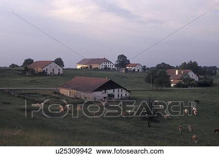 farming, Switzerland, Jura, Cows grazing in a pasture on a farm in Franches-Montagnes. View Large Photo Image Stock Image - farming, Switzerland, Jura, Cows grazing in a pasture on a farm in Franches-Montagnes.. Fotosearch