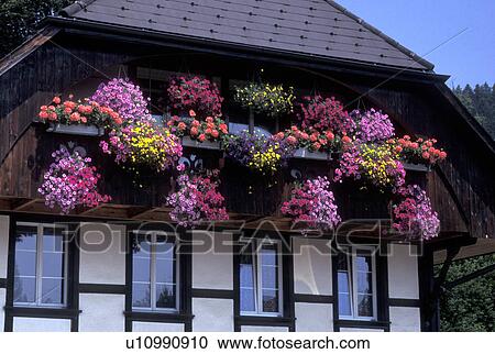 flowers, chalet, Switzerland, Lauterbrunnen, Bern, Bernese Alps, Bernese Oberland, Europe, Colorful flowers in window boxes decorate a chalet in the village of Lauterbrunnen in the Bernese Alps. View Large Photo Image Stock Image - flowers, chalet, Switzerland, Lauterbrunnen, Bern, Bernese Alps, Bernese Oberland, Europe, Colorful flowers in window boxes decorate a chalet in the village of Lauterbrunnen in the Bernese Alps.. Fotosearch