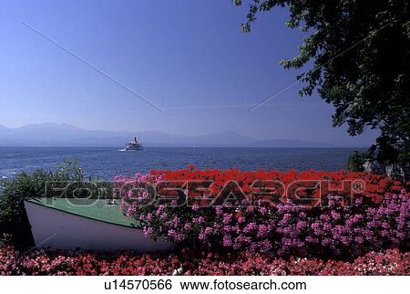 Stock Photograph -  flowers, Switzerland, La Cote, St. Prex, Vaud, Lac Leman, Beautiful red and pink geraniums in a boat along the lakefront of Lake Geneva in Saint Prex. Fotosearch