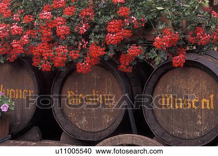 France, Alsace, Bas-Rhin, Europe, wine region, Red geraniums decorate large wooden wine barrels in the wine region of Alsace. View Large Photo Image Stock Image - France, Alsace, Bas-Rhin, Europe, wine region, Red geraniums decorate large wooden wine barrels in the wine region of Alsace.. Fotosearch