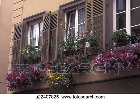 Stock Photography -  France, Alsace, Ribeauville, Haut-Rhin, Europe, wine region, Windows adorned with colorful flowers in window boxes in the village of Ribeauville in the wine region of Alsace.. Fotosearch