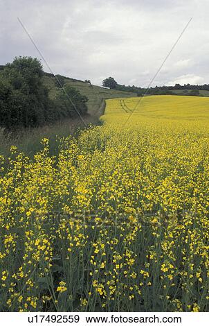Stock Photo -  France, Burgundy, Bourgogne, Europe, A field of yellow flowers in the wine region of Burgundy.. Fotosearch