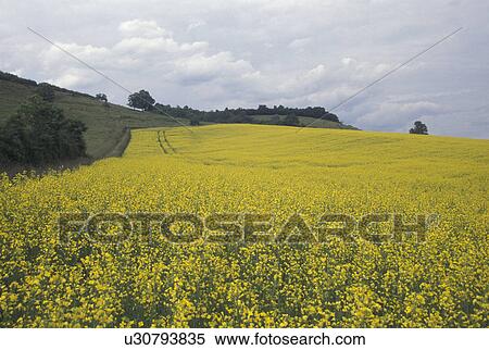 France, Burgundy, Bourgogne, Europe, A field of yellow flowers in the wine region of Burgundy. View Large Photo Image Stock Photography - France, Burgundy, Bourgogne, Europe, A field of yellow flowers in the wine region of Burgundy.. Fotosearch