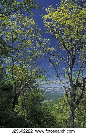 GA, Georgia, View of Chattahoochee National Forest from Rock Mountain State Park in North Georgia View Large Photo Image Stock Image - GA, Georgia, View of Chattahoochee National Forest from Rock Mountain State Park in North Georgia . Fotosearch