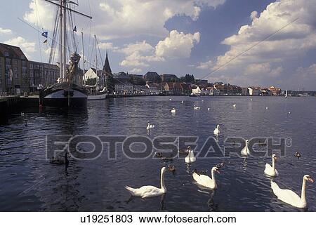 Germany, Flensburg, Schleswig-Holstein, Baltic Sea, Europe, Swans and ducks in the harbor of Flensburg Gate to the North. View Large Photo Image Stock Image - Germany, Flensburg, Schleswig-Holstein, Baltic Sea, Europe, Swans and ducks in the harbor of Flensburg Gate to the North.. Fotosearch